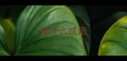 触什么成语