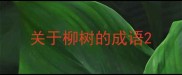 关于柳树的成语