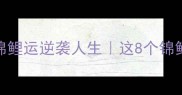 必学成语拥抱锦鲤运逆袭人生这8个锦鲤成语让你人生开挂