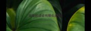 若能的成语有哪些成语