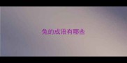 兔的成语有哪些