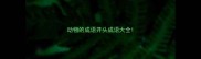 动物的成语开头成语大全