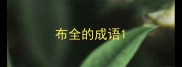 布全的成语