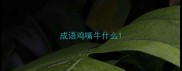 成语鸡嘴牛什么