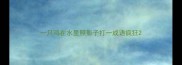 一只鸡在水里照影子打一成语疯狂