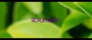 鸾凤的成语