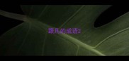 跟凡的成语