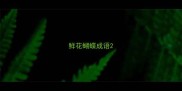 鲜花蝴蝶成语