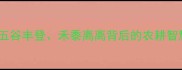 禾字成语全五谷丰登禾黍离离背后的农耕智慧与乡村振兴