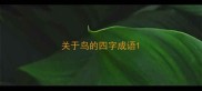 关于鸟的四字成语