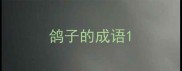 鸽子的成语