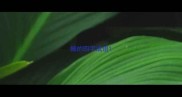 撼的四字成语