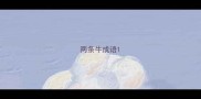 两条牛成语