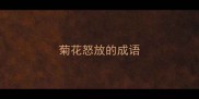菊花怒放的成语