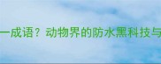 鸡不下水打一成语动物界的防水黑科技与冷知识