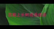 宫殿上长树成语成语