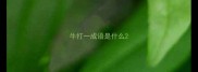牛打一成语是什么