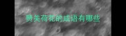 赞美荷花的成语有哪些
