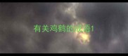 有关鸡鹤的成语