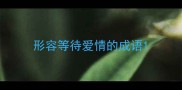 形容等待爱情的成语