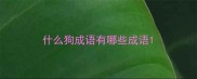 什么狗成语有哪些成语