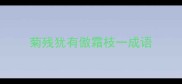 菊残犹有傲霜枝一成语