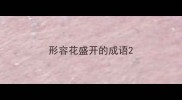 形容花盛开的成语